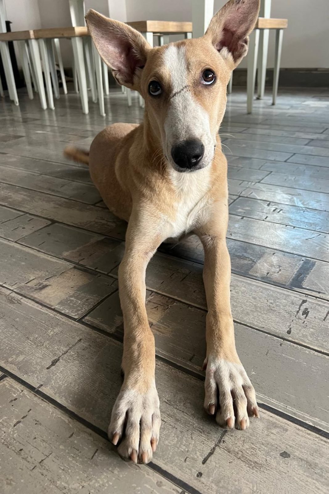 WhatsApp Image 2025-11-03 at 21.32.21_6c533142